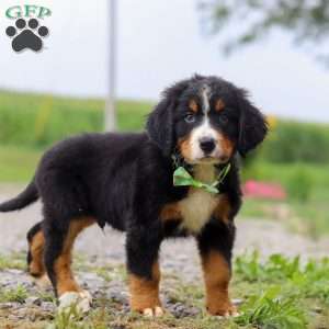 Oliver, Bernese Mountain Dog Puppy